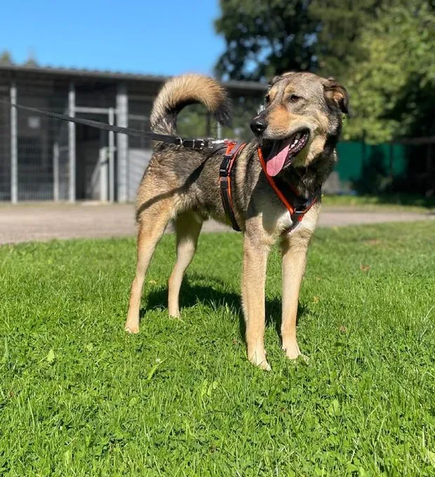 Dog from shelter, Bobby | Braun Mischling Male