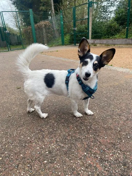 Hund aus Tierheim, Jessy | Schwarz Weiß Jack Russel Terrier Mischling Weiblich