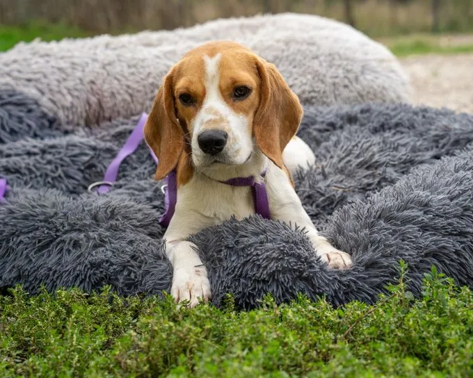 Kacy - beagle zur Adoption