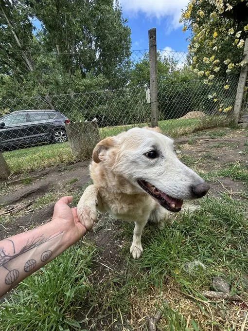 Szilaj - mischling zur Adoption