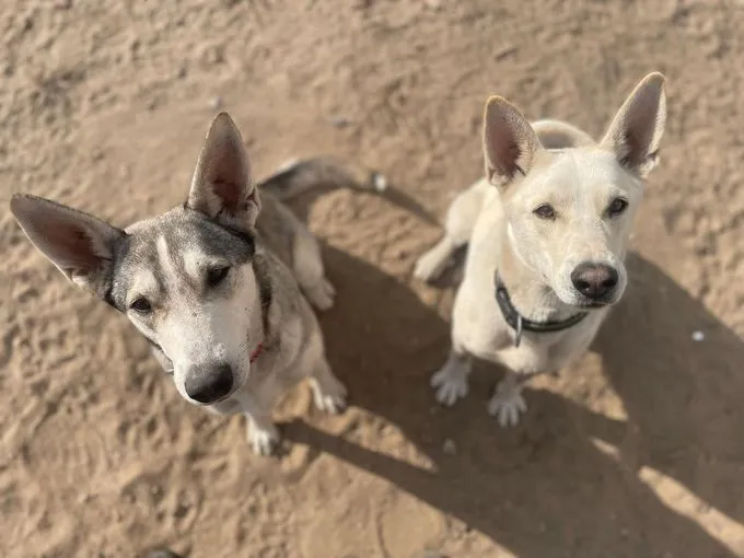Dog from shelter, Pinsel Und Chappi | Grau Weiß Husky Male