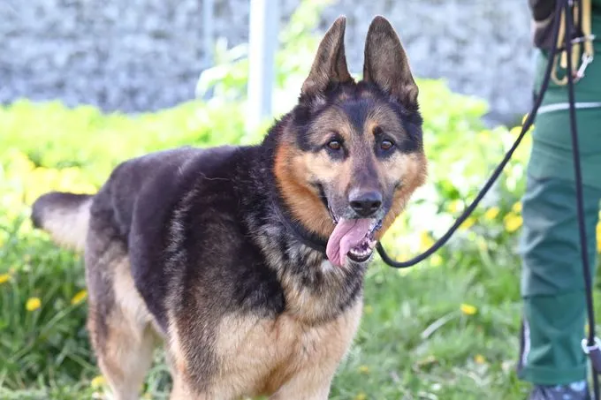 Dog from shelter, Pablo | Dt Schäferhund Female