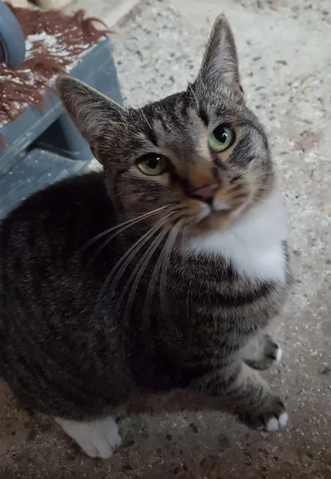 Findus  - EKH zur Adoption