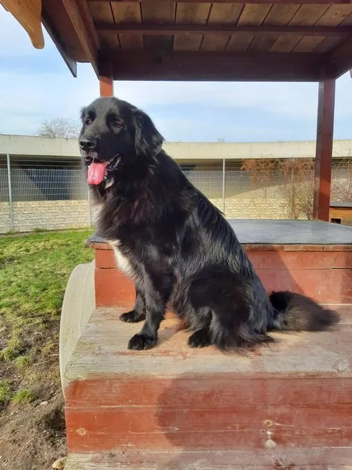 Dog from shelter, Simba | Pyrenäenberghund Mix Male