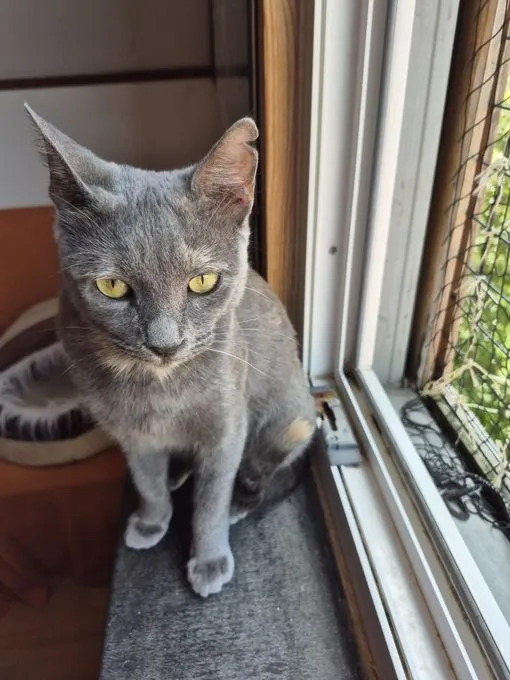 Luna - europäisch Kurzhaar zur Adoption