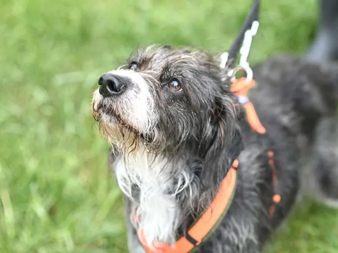 Dog from shelter, Lady | Terrier Mix Female