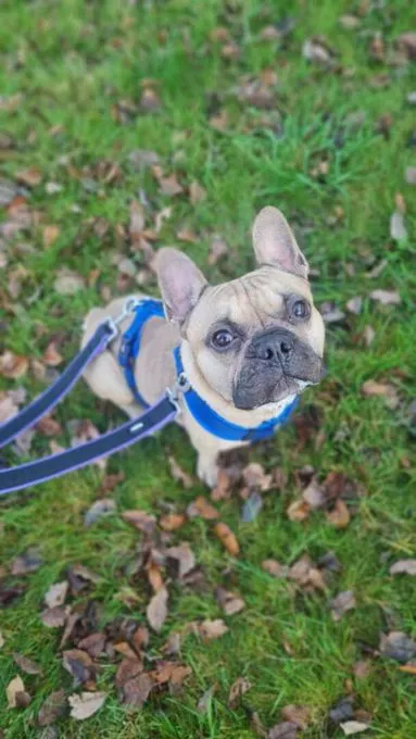 Dog from shelter, Jack | Französische Bulldogge Male