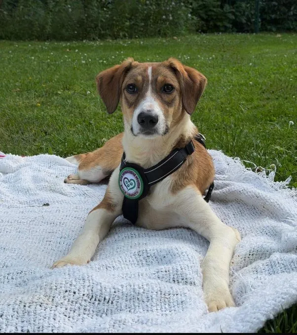 Enjo - mischling zur Adoption