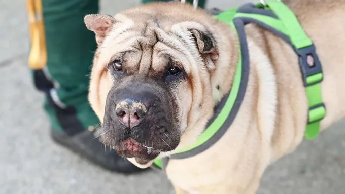Chikko - Shar Pei zur Adoption