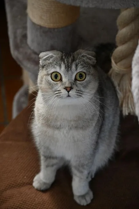 Ella & Elvira - scottish-fold zur Adoption