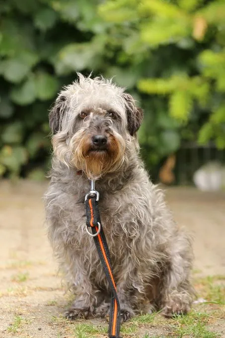 Hund aus Tierheim, Schelly | Grau Mischling Weiblich