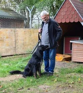 Dog from shelter, Lucky | Setter Schäferhund Collie Mischling Male