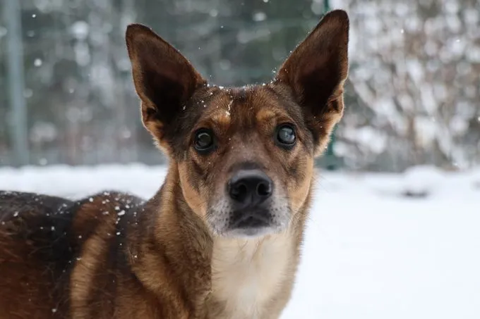 Miron - Mischling zur Adoption