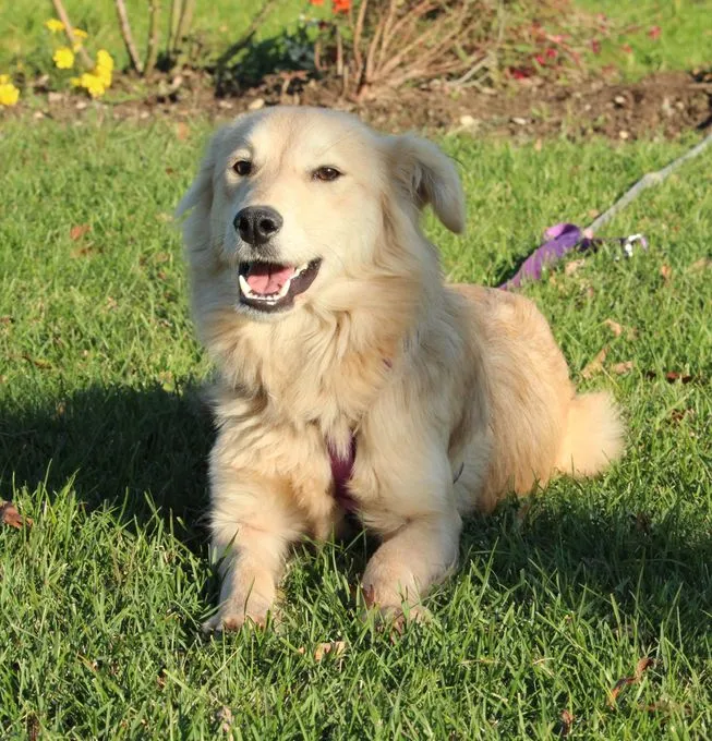 Marie - Mischling  zur Adoption