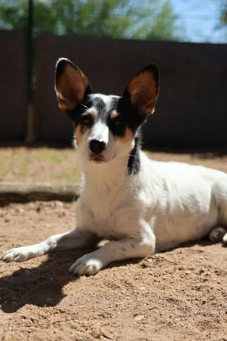 Dog from shelter, Jessy | Schwarz Weiß Jack Russel Terrier Mischling Female