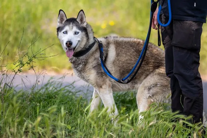 Dog from shelter, Bonifacio | Weiß Grau Husky Male