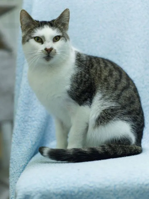 Cat from shelter, Annika | Weiß Grau Getigert Ehk Female