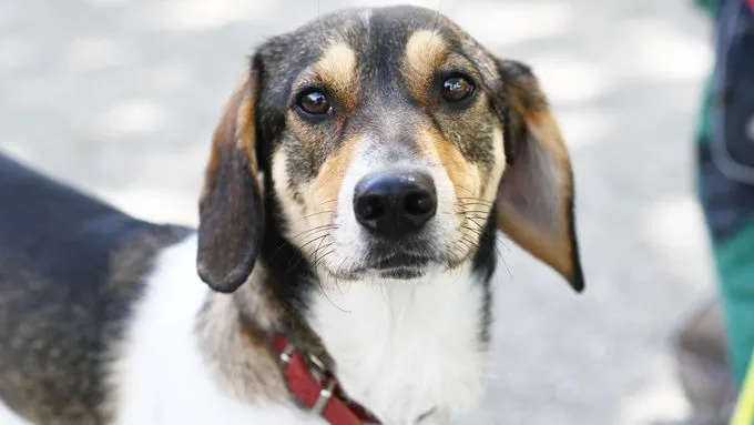 Dog from shelter, Eisbär | Dackel Mix Female