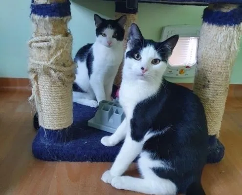 Katze aus Tierheim, Sid Peaches Ellie | Männlich