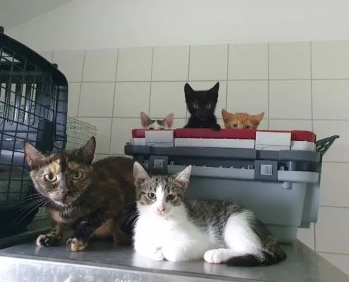 Katze aus Tierheim, Unsere Gummibärenbande | Weiblich