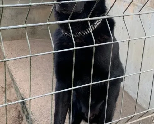 Dog from shelter, Charly | Labrador Dsh Mix Male