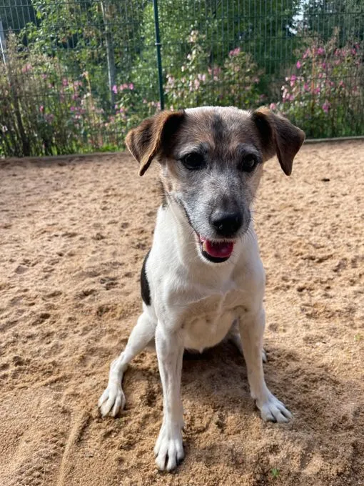 Lotti - jack-russell-terrier zur Adoption