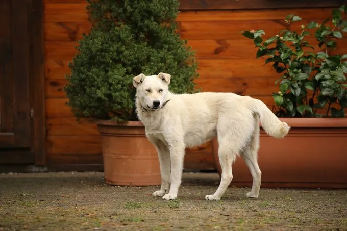 Dog from shelter, Tommy | Weiß Mischling Male