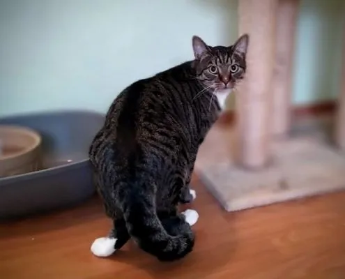 Katze aus Tierheim, Bismillah | Männlich