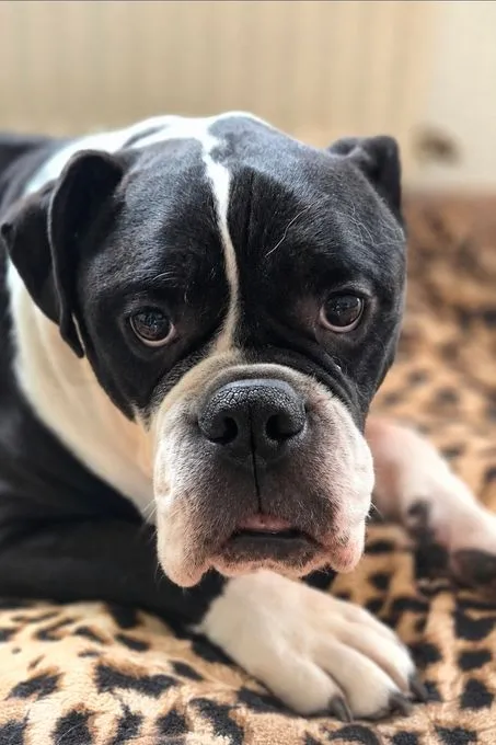 Buddy - american-bulldog zur Adoption