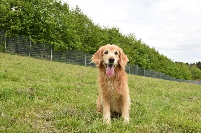 Dog from shelter, Gino | Braun Cocker Spaniel Mischling Male