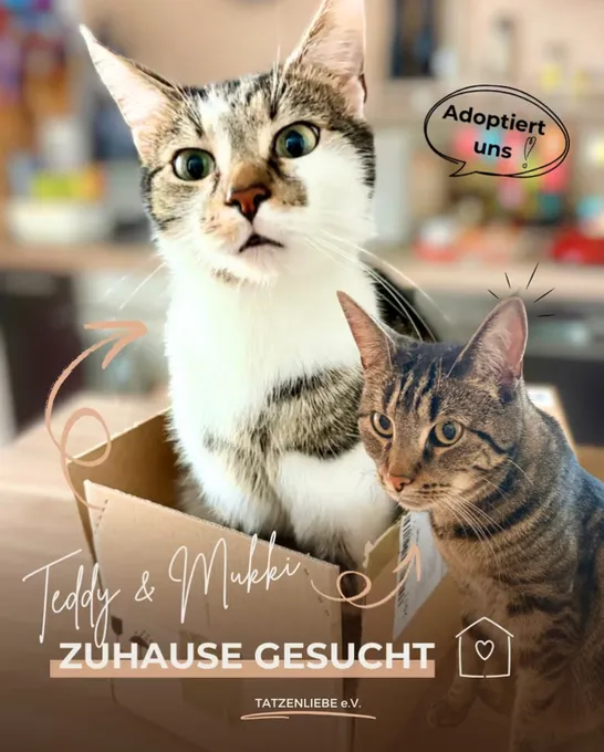 Mukki & Teddy - ekh zur Adoption