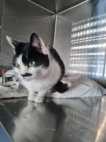 Cat from shelter, Juniper | Schwarz Weiß Ekh Female