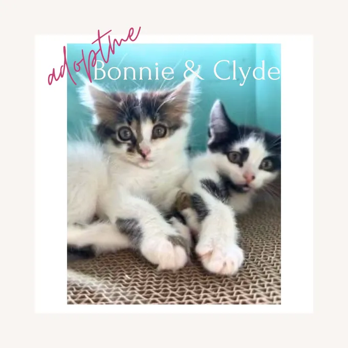 Bonnie & Clyde - ekh zur Adoption
