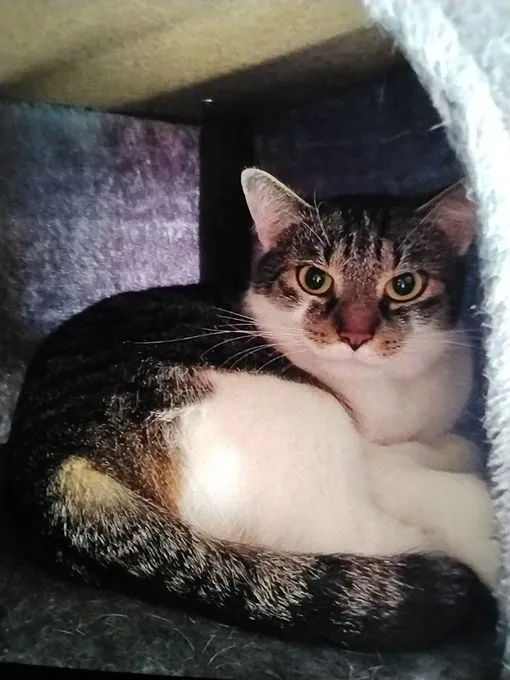Cat from shelter, Karl Und Fiepsi | Schwarz Weiß Weiß Grau Europäische Hauskatzen Male