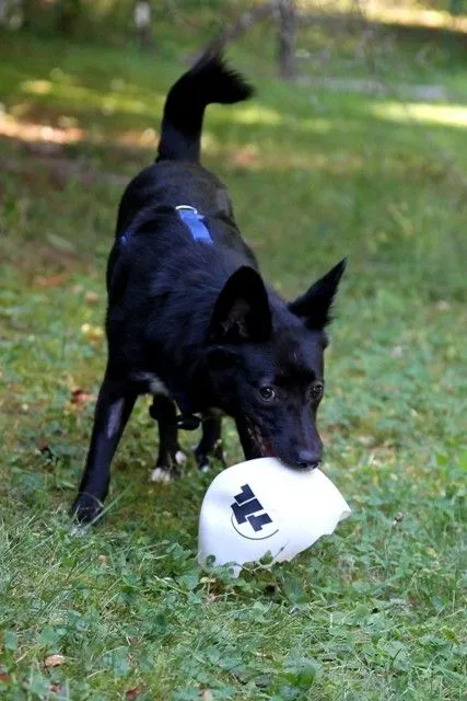 Dog from shelter, Timmi | Schwarz Braun Mischling Male