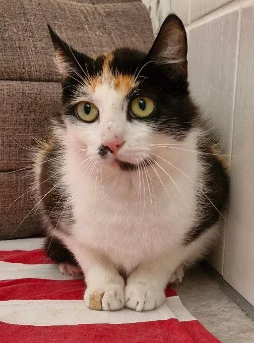 Zara - mischlingskatze zur Adoption