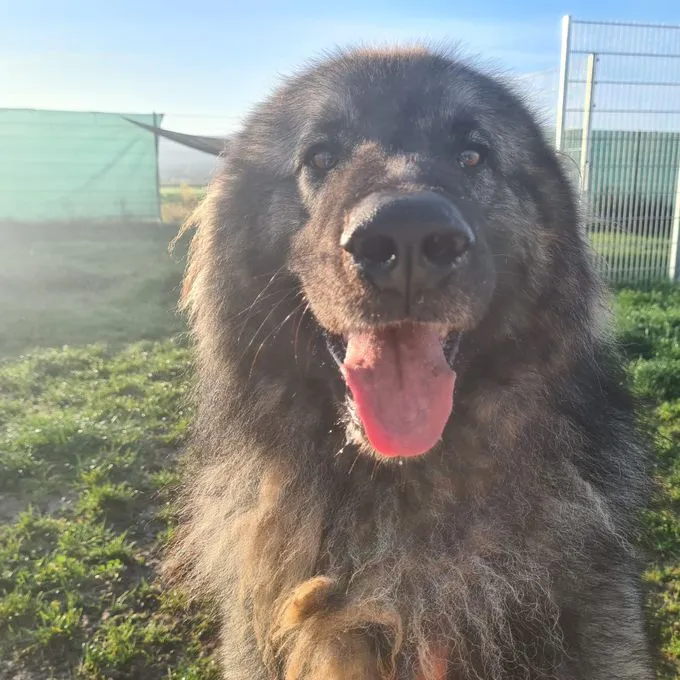 Hund aus Tierheim, Kooper | Grau Schwarz Sarplaninac Mix Männlich