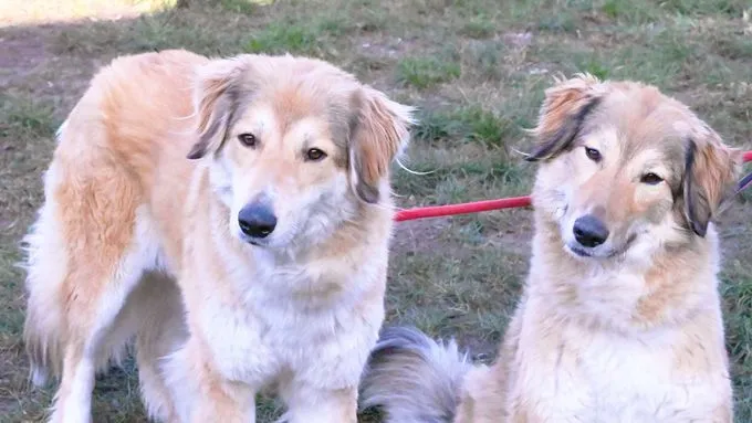 Dog from shelter, Jua Dabirri | Kaukasen Mix Female