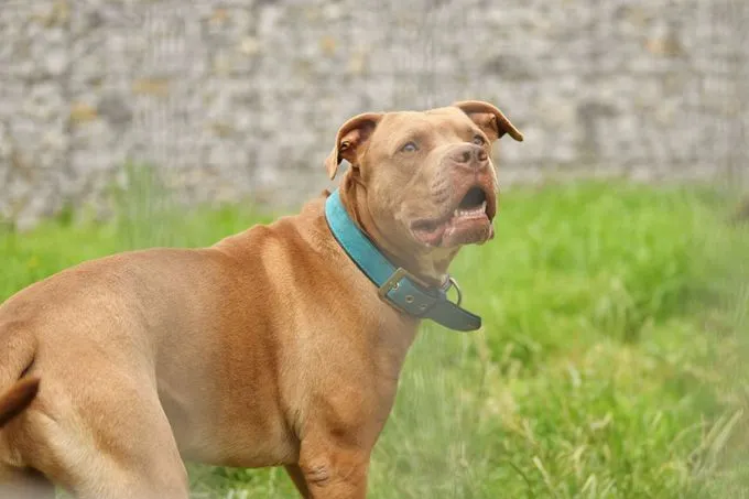 Hund aus Tierheim, Tj Tommy Junior | Staffordshire Mix Männlich