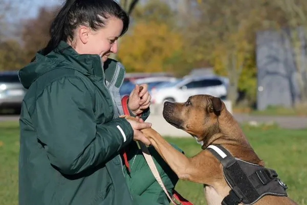 Dog from shelter, Moritz | Staffordshire Mix Male