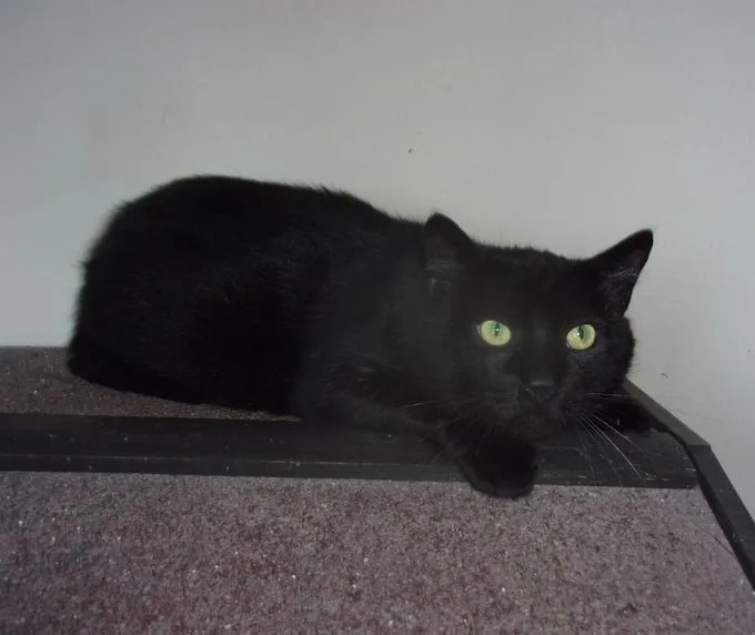 Cat from shelter, Joshie | Schwarz Europäisch Kurzhaar Mix Male