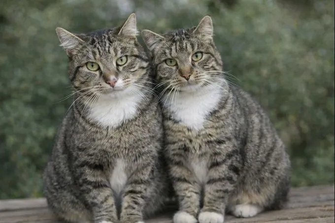 Shanti und Leo  - Europäisch Kurzhaar  zur Adoption