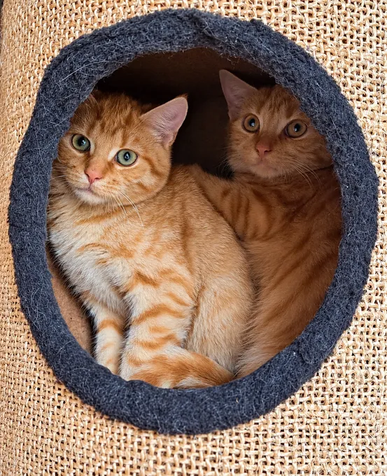 Fuchs & Fee - ekh zur Adoption