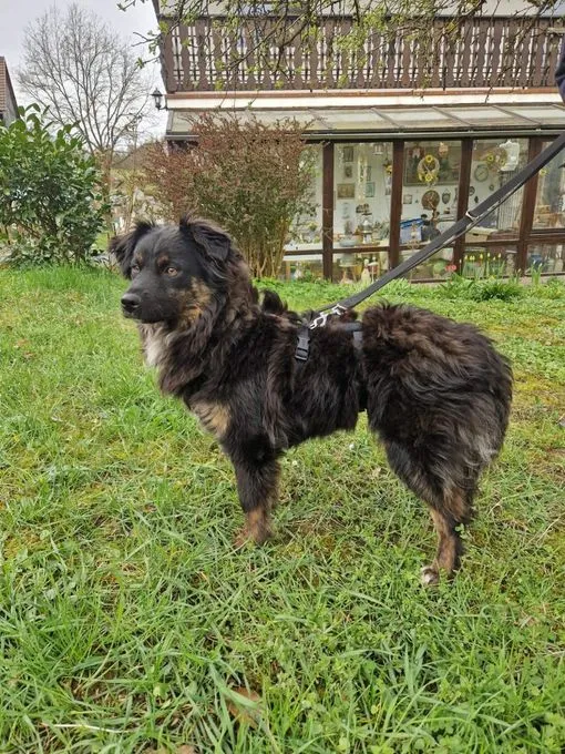 Bella - mischling zur Adoption