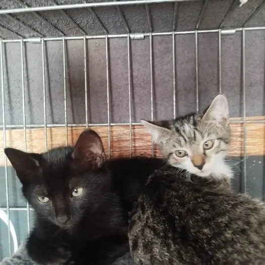 Cat from shelter, Patt Und Patterchon | Ekh Male