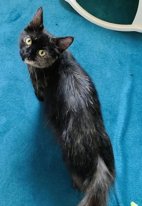 Maleika - mischlingskatze zur Adoption