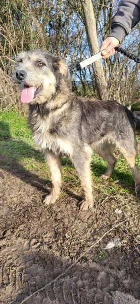 Petra - Schnauzer-Mix zur Adoption