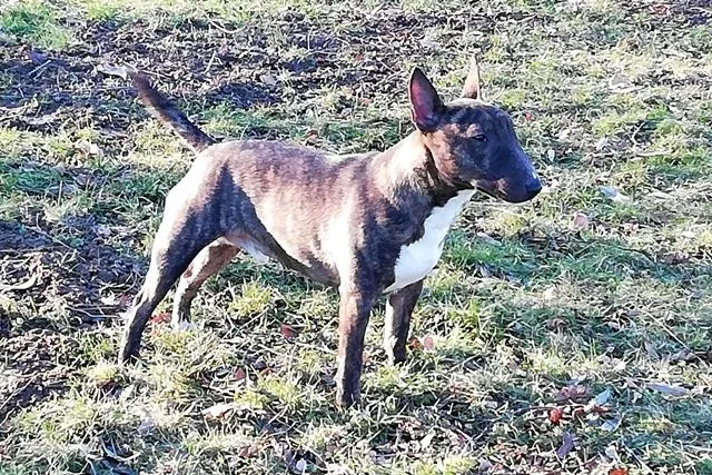Dog from shelter, Barny | Braun Mischling Male