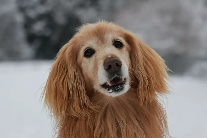 Dog from shelter, Gino | Braun Cocker Spaniel Mischling Male