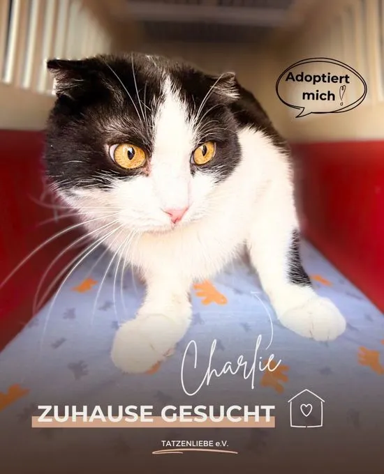 Charlie - scottish-fold zur Adoption